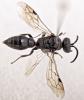 Tiphia sp.